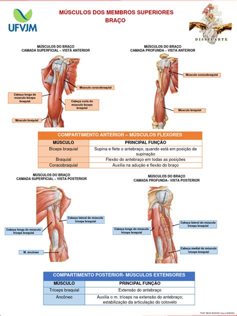 Flexão E Extensão Dos Membros Superiores - Musculos Dos Membros Superiores 1 | PDF | Membros (anatomia) | Sistema ...
