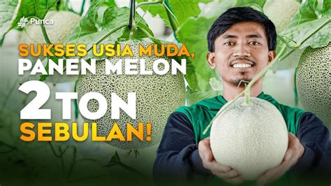 Pengusaha Muda Sukses Budidaya Melon Rakit Apung Dalam Sebulan