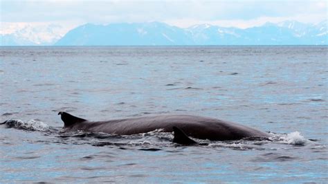 Fin Whales: Social Cetaceans of the Sea - Project Manaia