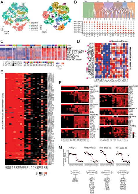 Identification Of Emt Signaling Cross Talk And Gene Regulatory Networks