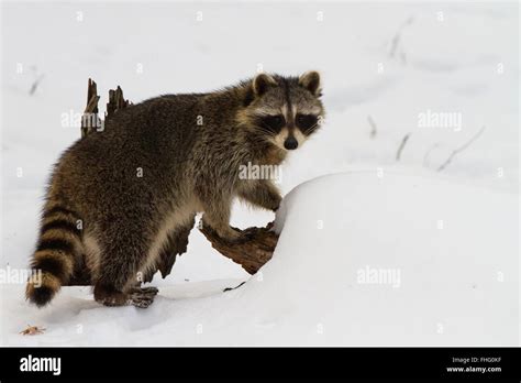 Raccoon In The Snow Stock Photo Alamy