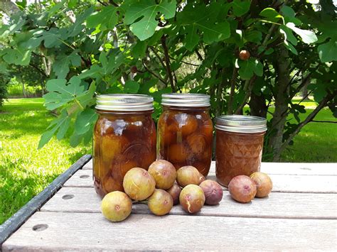 Whole Fig Preserves Homegrown Figs Homemade Preserves Etsy