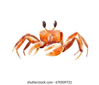 Animated Clipart Of Sand Crabs And Shells