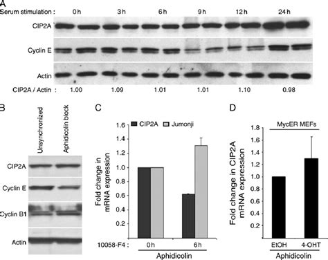 Infl Uence Of Cell Cycle Activity On Cip2a Expression A Effect Of