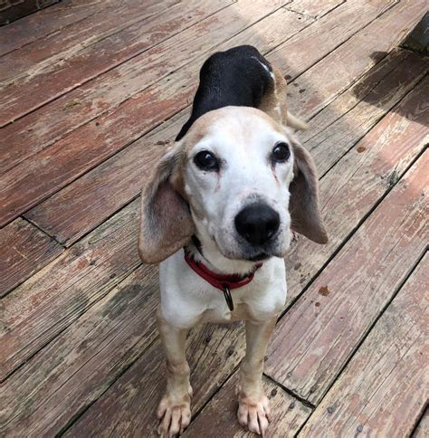 Dog For Adoption Estelle A Beagle In Glen Morgan Wv Petfinder