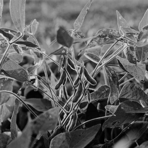 Soybean Oil Fields Of Yarrow