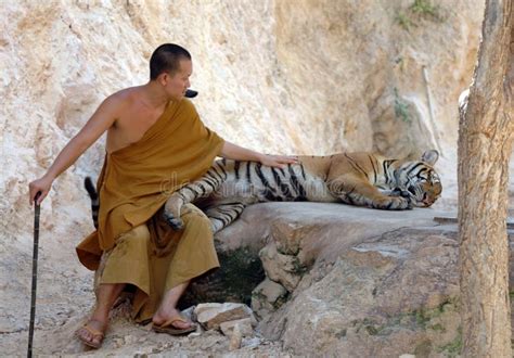 Buddhist Monk With Bengal Tiger Thailand Asia Cat Editorial Photo