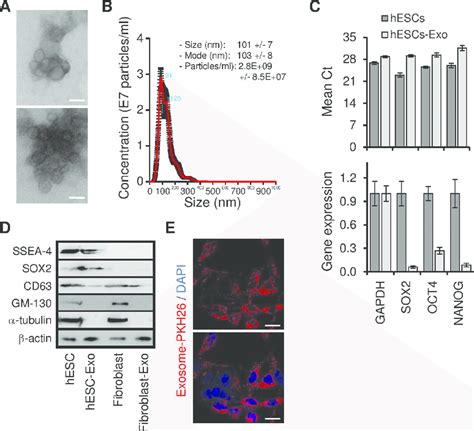 Cancer Cells Internalized Efficiently HESCs Exo A Exosomes Were