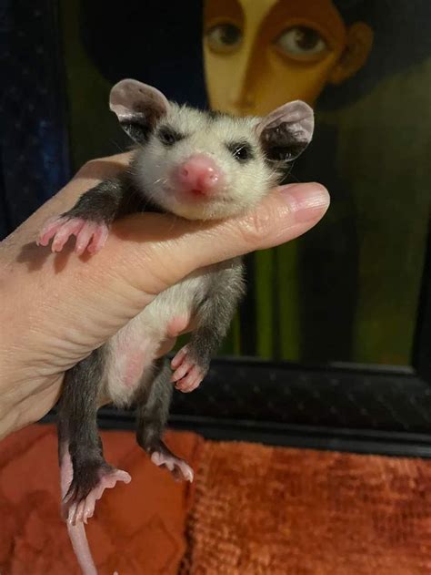 Pin On Opossums 🦡🦡🦡 Awesome Possum Opossum Cute Animals