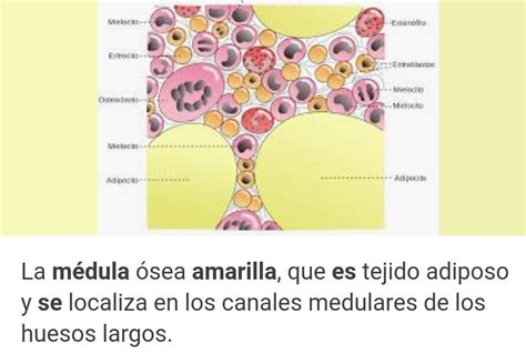 Donde Se Encuentra La Medula Osea Amarilla A En El Interior De La