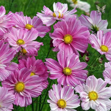 Rosetta Cosmos Annual Flowers Part Sun Flowers Cosmos Flowers