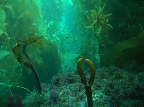 Kelp Forest | Kelp forest, Waterscape, Forest