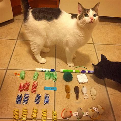 Hoarder Cats That Need A Serious Intervention 21 Pics