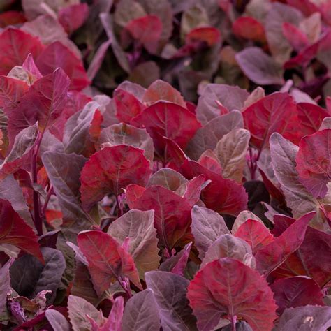 Northern Wildflowers Seeds | Atriplex hortensis (Orach magenta