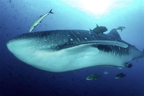 Tubarão baleia rhincodon typus mamífero nadando em subaquáticos