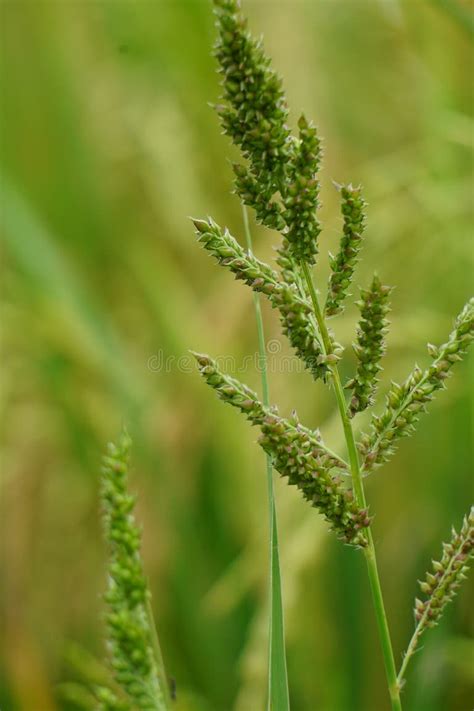 echinochloa crus galli stock   royalty  stock