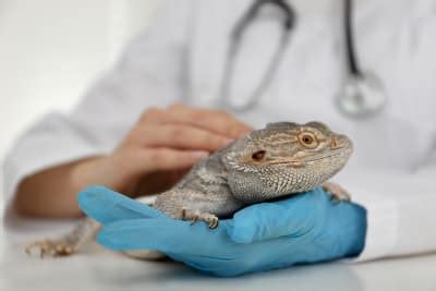 how to become a vet in california