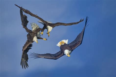 Do Eagles Mate For Life Or Just Woo The Opposite Sex