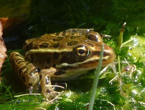 Brown Baby Leopard Frog 1 Flickr Photo Sharing