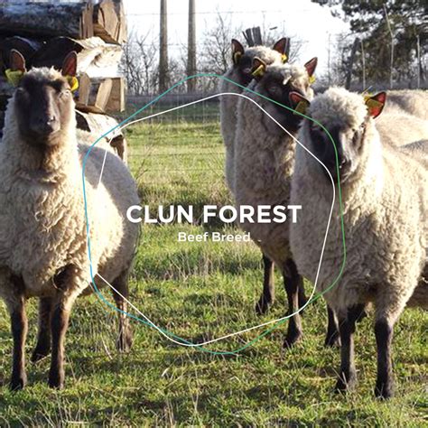 Clun Forest / Beef Breed - breed of sheep - Geode UK