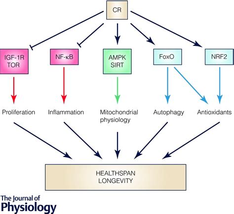 Calorie Restriction As An Intervention In Ageing L Pezlluch