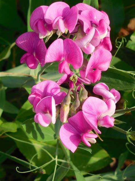 sweet pea wild flower  photo  pixabay pixabay