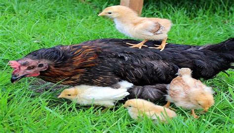 Conoce Como Es La Reproducción De Gallinas Ponedoras