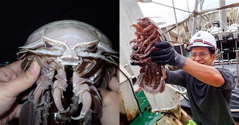 Researchers discover 'sea cockroach' species in Indonesia and it's pure nightmare fuel - Science