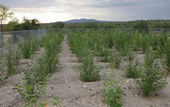 Genetic modification of poplar trees saves air quality | NSF - National Science Foundation