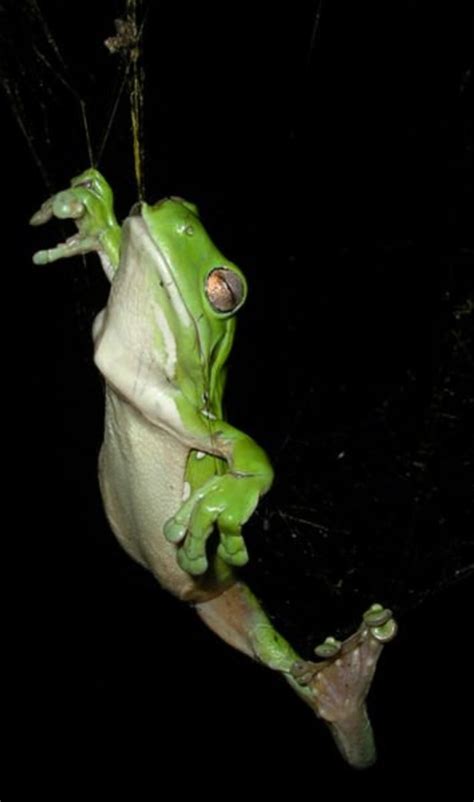 Facts About Green Tree Frogs: Things to Know Before Keeping Them as ...