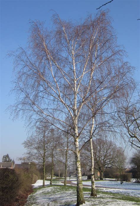 Silver Birch - Tree Guide UK - Silver Birch tree identification