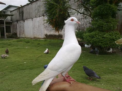 Burung Dara Kipas Homecare