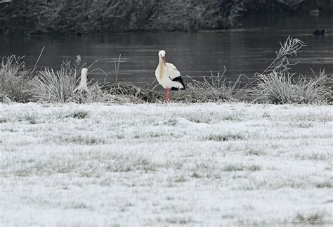 Cigognes Aux Tangs De Boves Arnaud Maillard Flickr