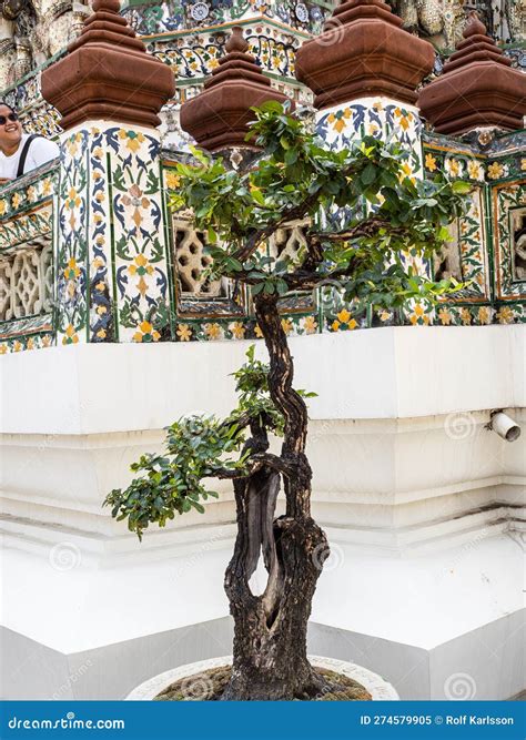 Beautiful Bonsai Olive Trees Olea Europaea On White Fasade Stadium