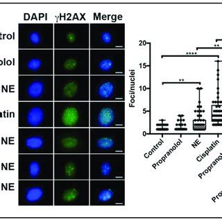 H Ax Foci Formation After Exposure Of Combination Of Propranolol Ne