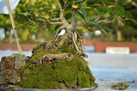 Bonsai Del Pepe Mondo Bonsai