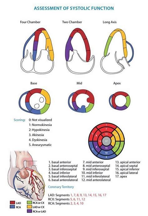 20 best Echo images on Pinterest | Medical, Emergency medicine and Ems