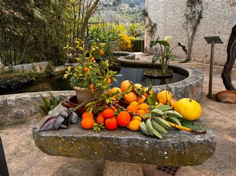 Palma Visita A La Granja De Naranjas La Almazara Y La Bodega Con