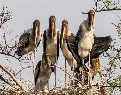 Bharatpur Bird Sanctuary, Keoladeo national park, entrance fee, history