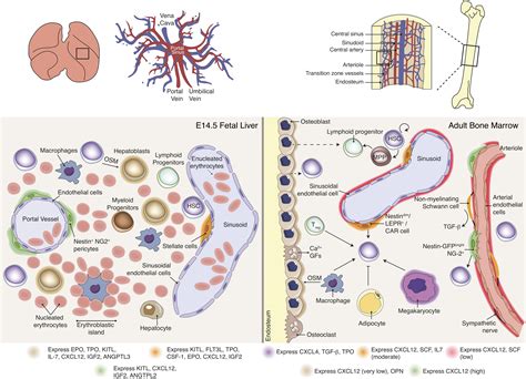 Frontiers Crosstalk Between The Hepatic And Hematopoietic Systems