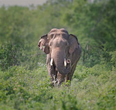 Desde Ella Safari Privado Al Parque Nacional De Udawalawe GetYourGuide