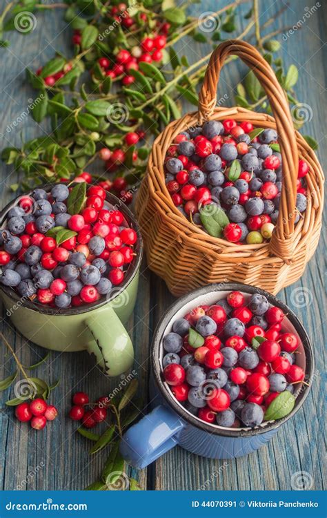 Ripe Forest Berries Stock Image Image Of Cranberries