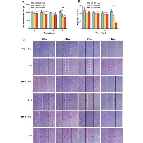 HG Impaired HDF Proliferation And Migration A After Incubation Of HDFs