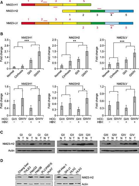 Increased Nm23 H2 Mrna Expression In Hcc And Hepatoma Cell Lines A