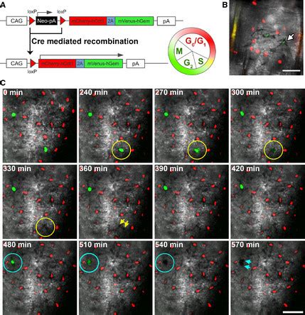 Melanin-producing melanocytes are capable of cell division in mouse... | Download Scientific Diagram