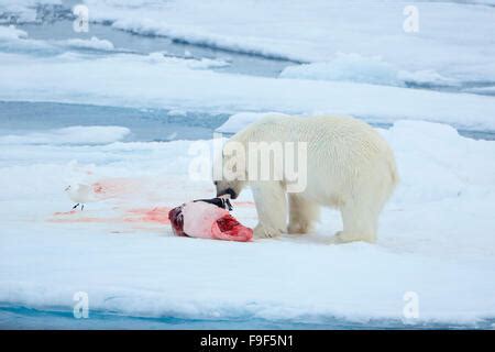 polar bear eating seal / Ursus maritimus Stock Photo - Alamy