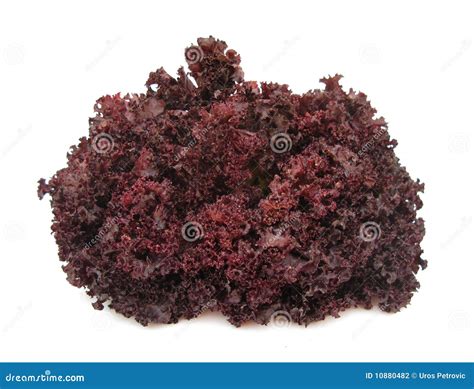 Lettuce crispy purple stock photo. Image of sangria, white - 10880482