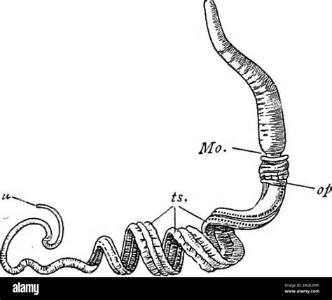 Balanoglossus Diagram