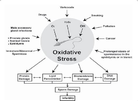 Association Of Increasing Reactive Oxygen Species Ros Production With