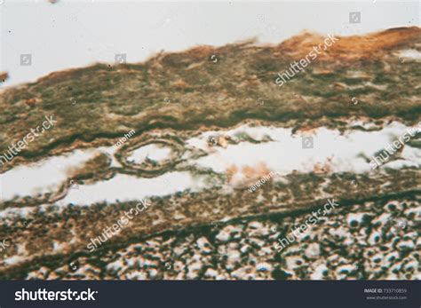 Spinal Cord Under Microscope Stock Photo 733710859 | Shutterstock